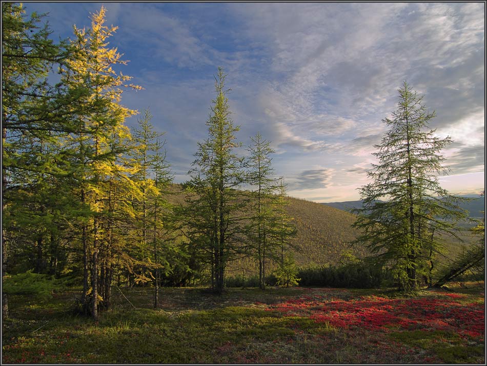 фото "В последних лучах" метки: пейзаж, лес, осень