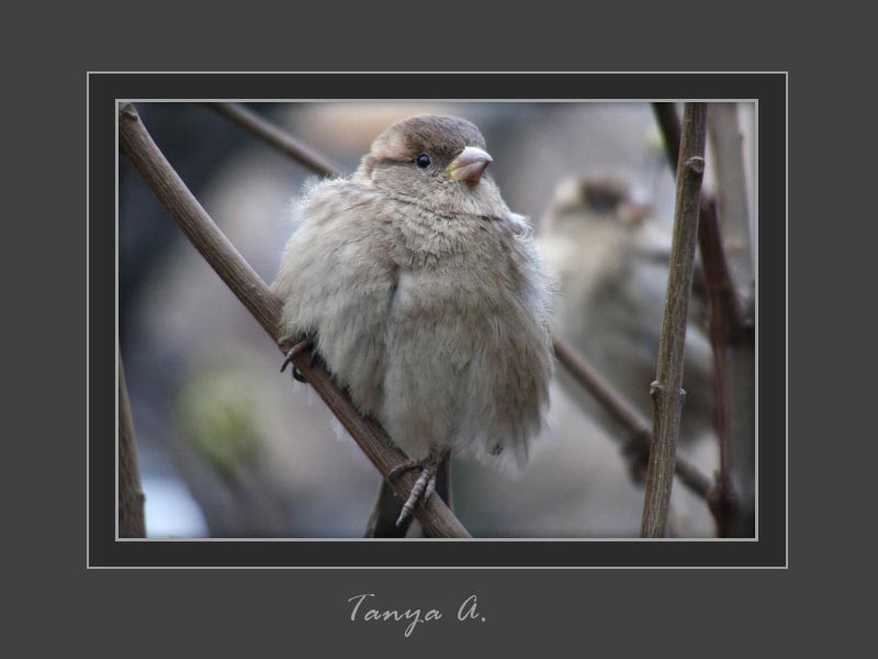 photo "***" tags: macro and close-up, nature, wild animals