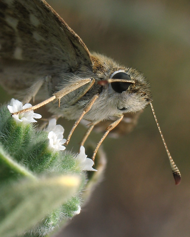 photo "***" tags: nature, macro and close-up, insect