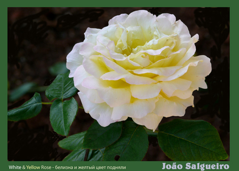 фото "delicate rose" метки: природа, макро и крупный план, цветы