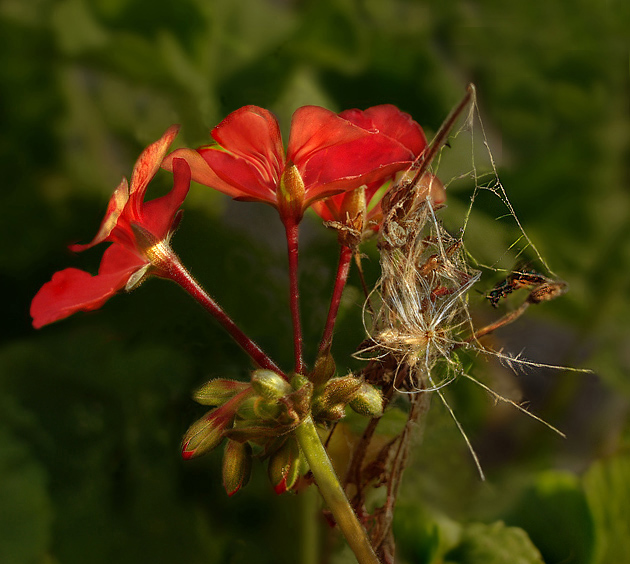 photo "the unknown end of a trapped dandelion.." tags: nature, flowers