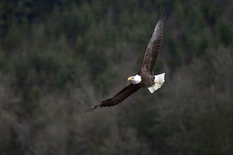 photo "Eagle" tags: nature, wild animals