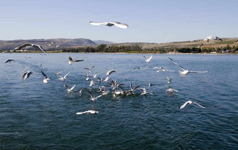 photo "24222 Gulls" tags: landscape, water