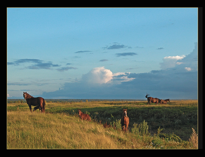 photo "Red horses" tags: landscape, nature, pets/farm animals