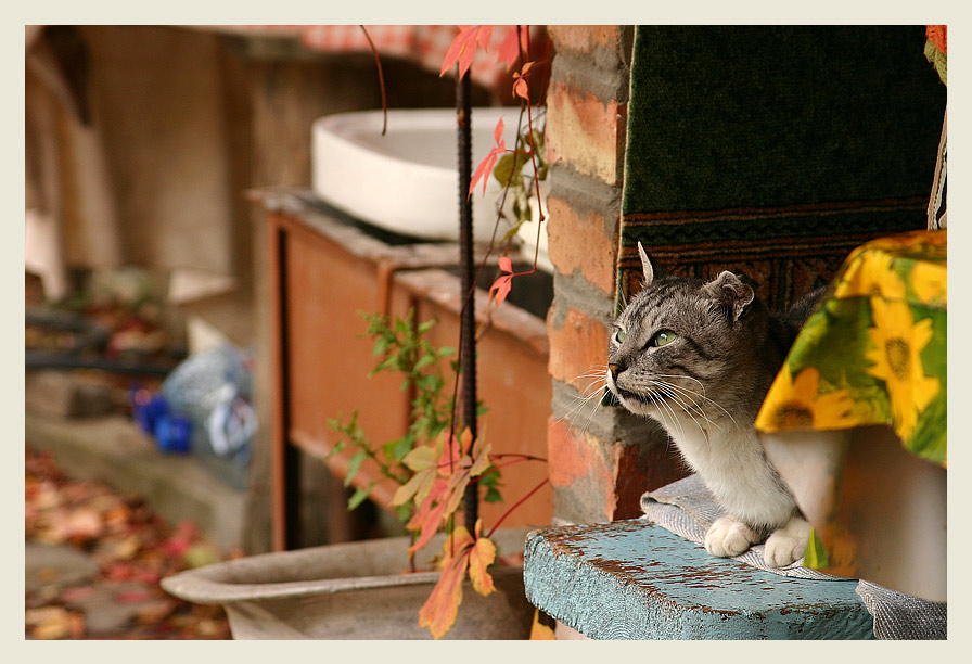 photo "Cat" tags: nature, genre, pets/farm animals