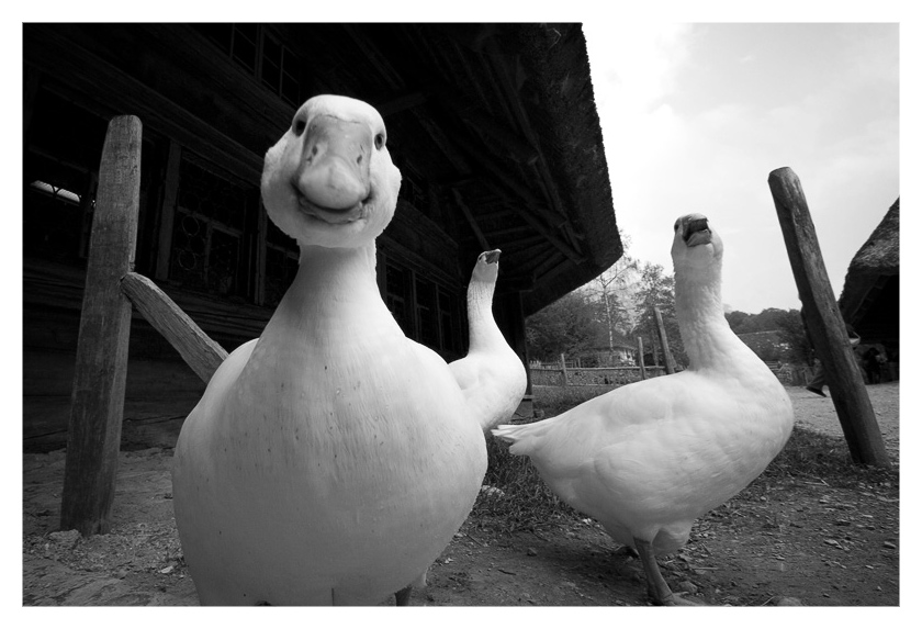 photo "Gangsta Geese" tags: nature, pets/farm animals