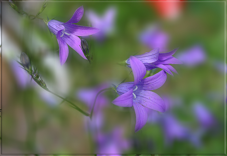 photo "Purple Fog" tags: nature, macro and close-up, flowers