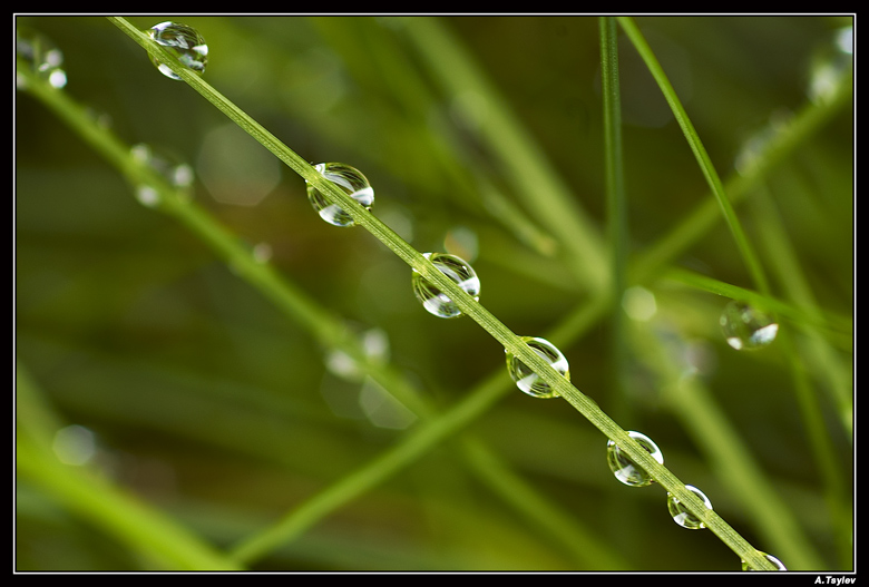 photo "***" tags: macro and close-up, nature, flowers