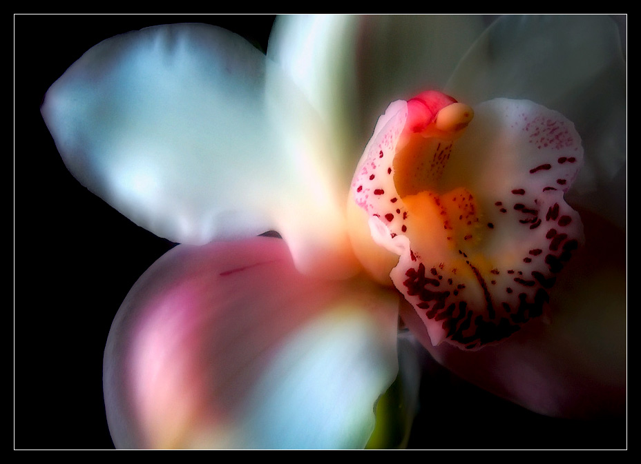 photo "***" tags: nature, macro and close-up, flowers