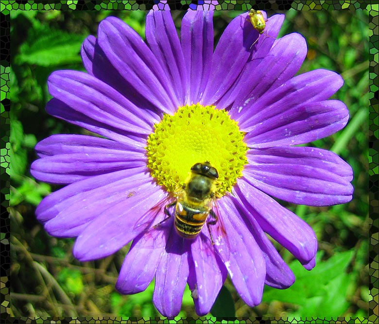 фото "Bee vs. Beetle" метки: природа, макро и крупный план, насекомое