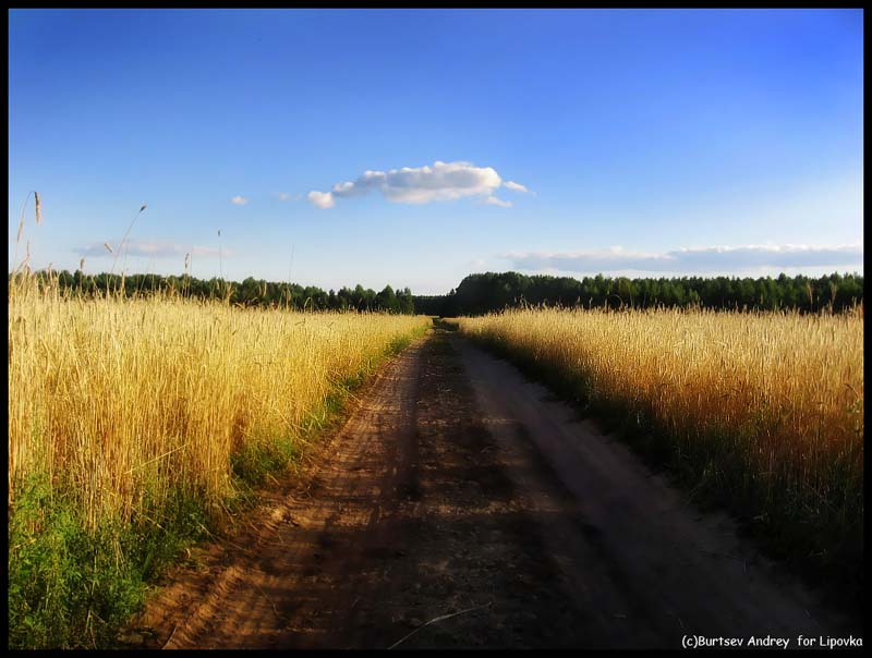 фото "Дорога в золоте" метки: пейзаж, 