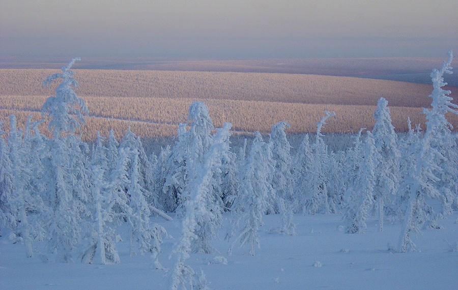 фото "Бескрайний Крайний Север" метки: пейзаж, зима, лес