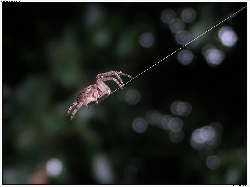 photo "thiN Way" tags: nature, macro and close-up, insect
