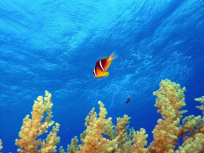 photo "Magik color of the Red Sea." tags: underwater, 