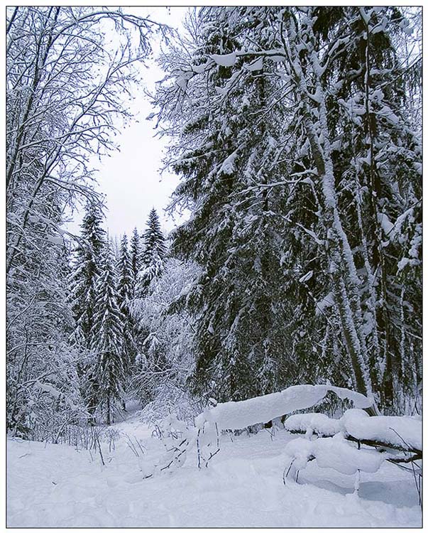 фото "Зимняя сказка Малых Корел (2)" метки: пейзаж, зима, лес