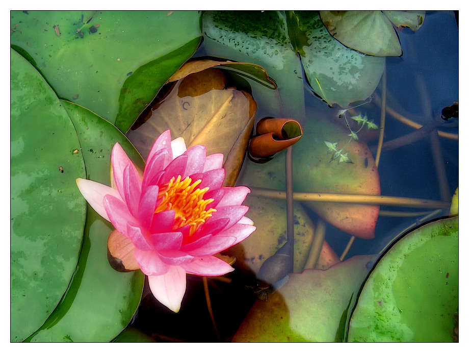 photo "flower and snail" tags: , 