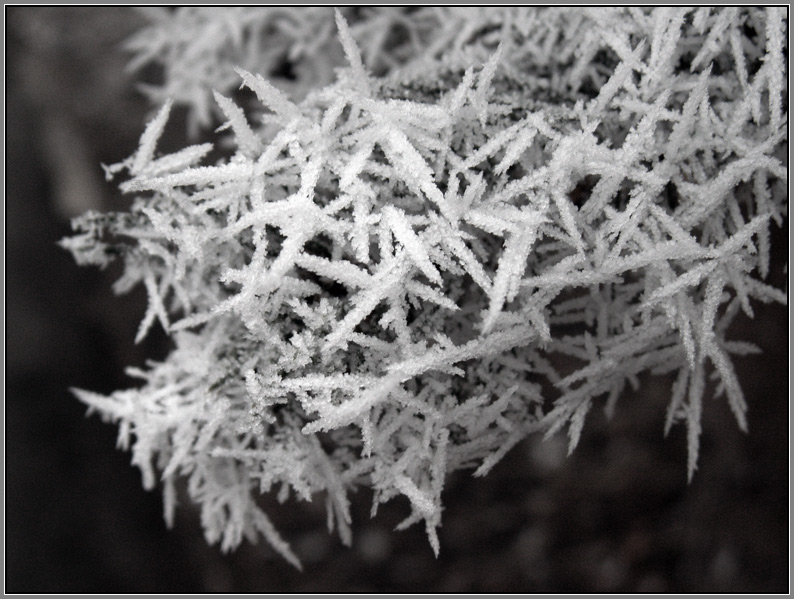 photo "needles on a needles" tags: nature, macro and close-up, 