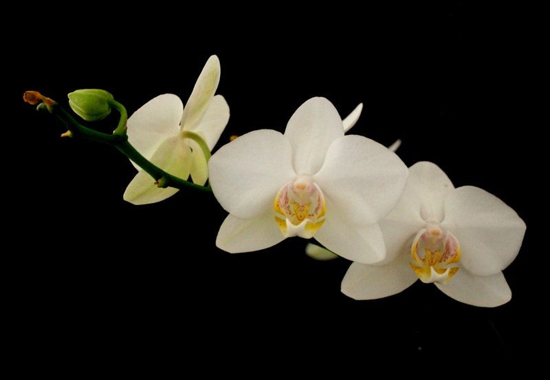 photo "White Orchid" tags: nature, macro and close-up, flowers