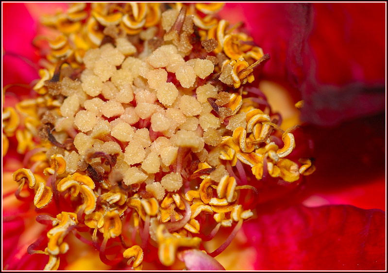 photo "***" tags: macro and close-up, nature, flowers