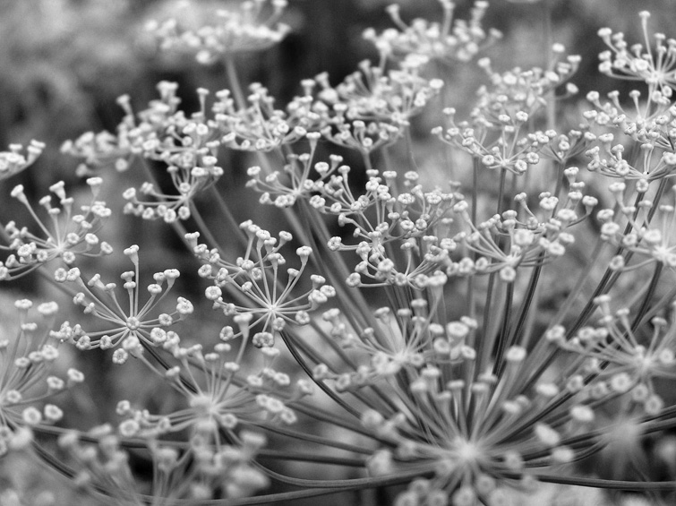 photo "***" tags: genre, nature, flowers