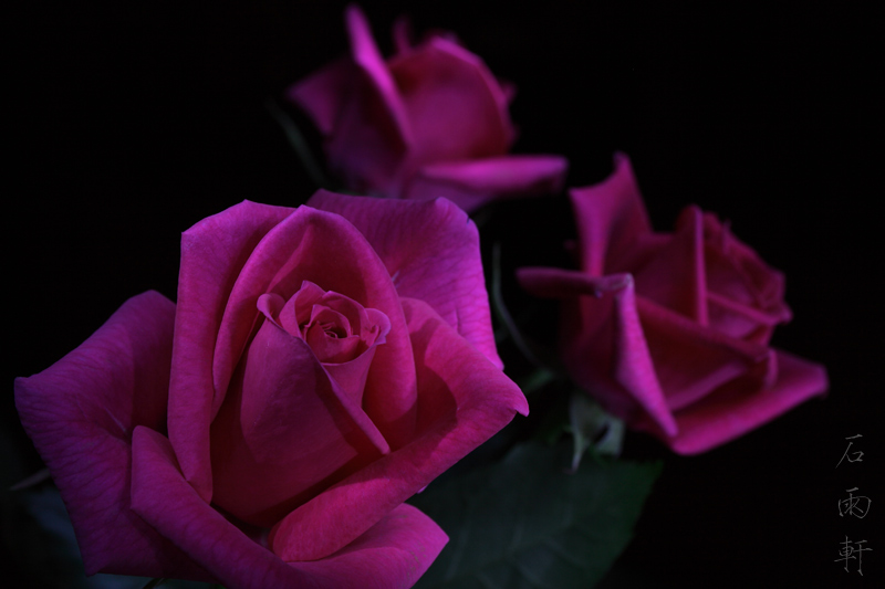 photo "***" tags: nature, macro and close-up, flowers