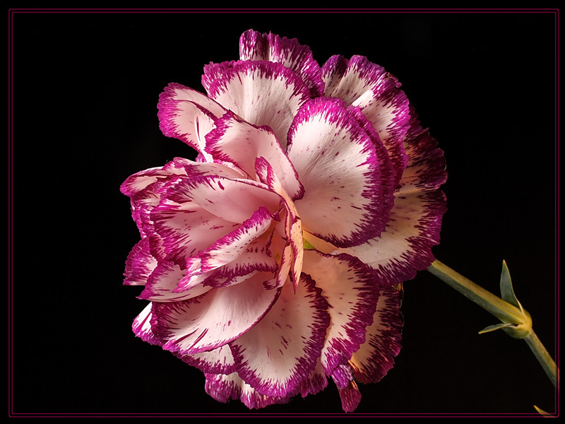 photo "***" tags: nature, macro and close-up, flowers