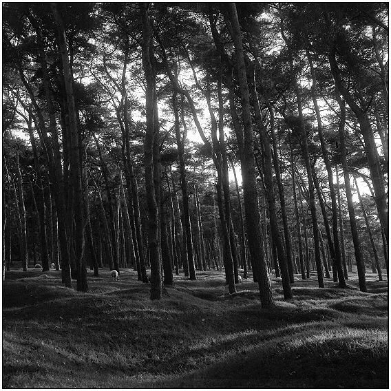 фото "Trees" метки: пейзаж, лес