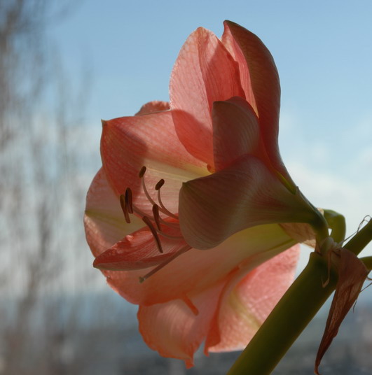 photo "Зимний цветок" tags: nature, macro and close-up, 