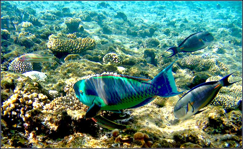 photo "***" tags: underwater, 