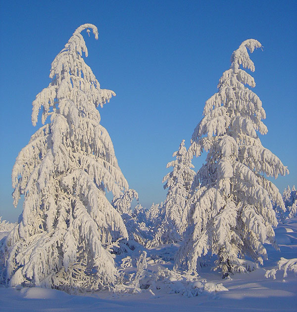 photo "***" tags: landscape, forest, winter