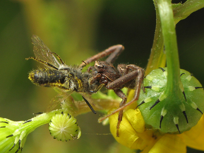 photo "***" tags: nature, macro and close-up, insect