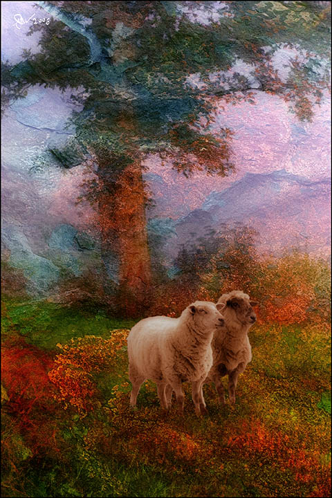 photo "Victorian Sheep" tags: nature, montage, pets/farm animals