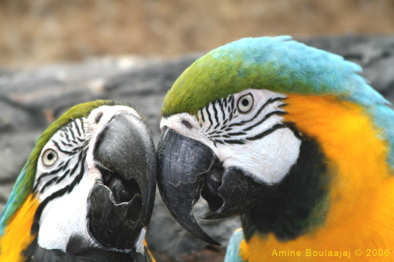 фото "Parrots (Blue Gold Macaw)" метки: природа, дикие животные