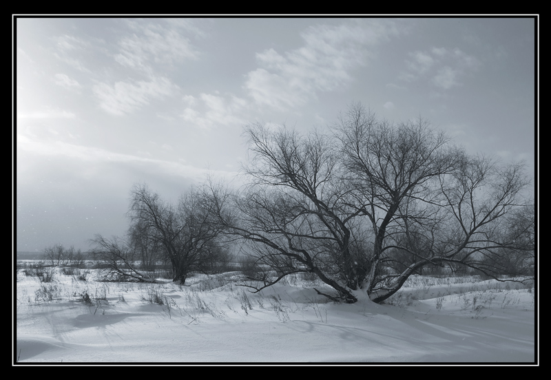 photo "Winter etude" tags: landscape, black&white, winter