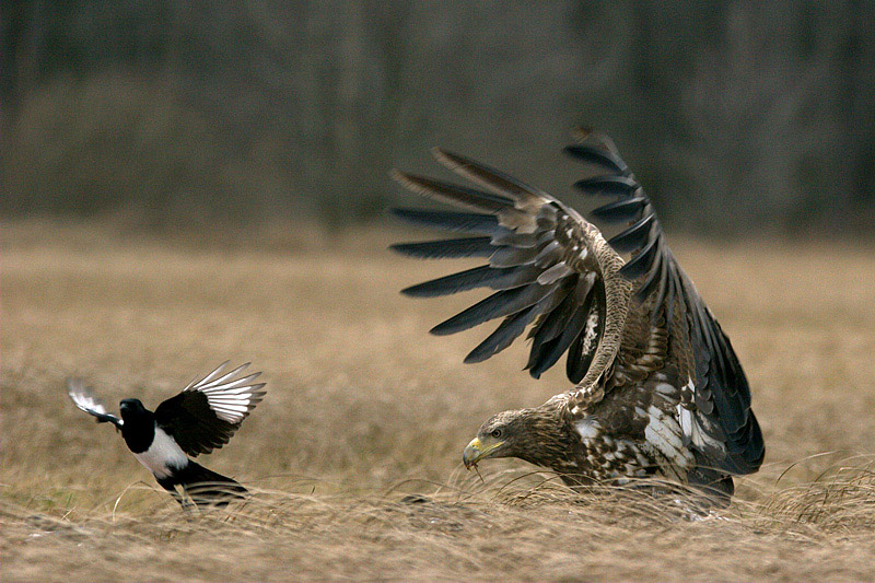 photo "go away" tags: nature, wild animals