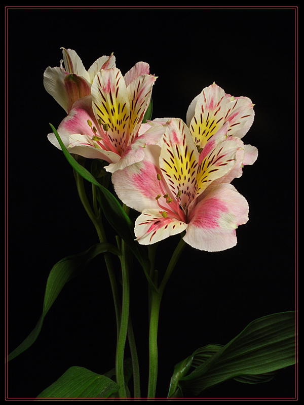 photo "***" tags: nature, macro and close-up, flowers