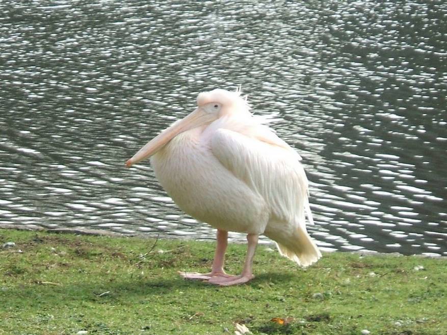 photo "thinker" tags: nature, pets/farm animals, wild animals