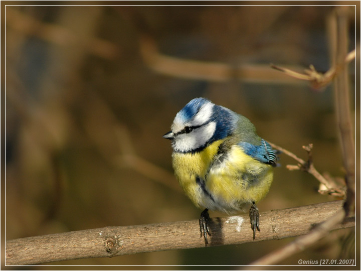 фото "Лазоревка (Parus caeruleus)" метки: природа, дикие животные