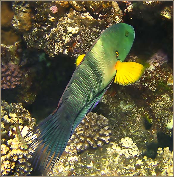 photo "***" tags: underwater, 