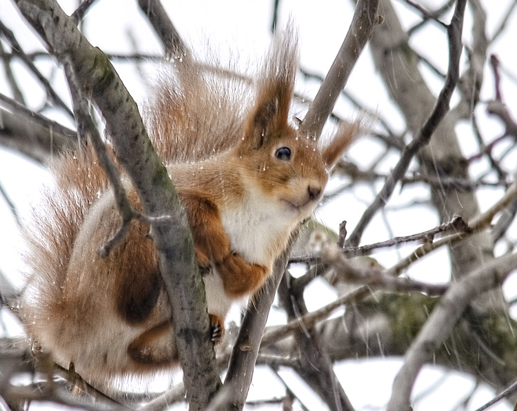 photo "Squirrel and snow" tags: nature, wild animals