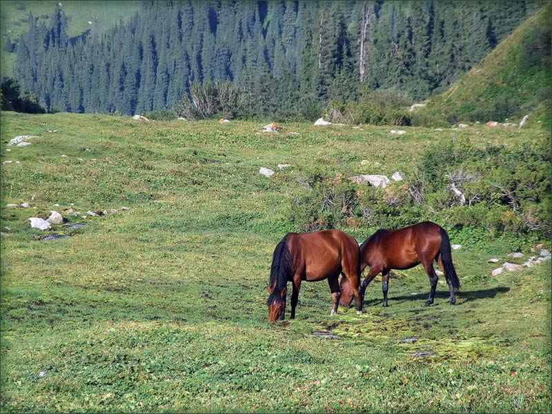 photo "***" tags: landscape, nature, pets/farm animals