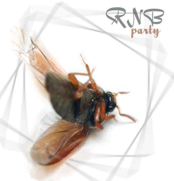 photo "RNBparty" tags: macro and close-up, nature, insect