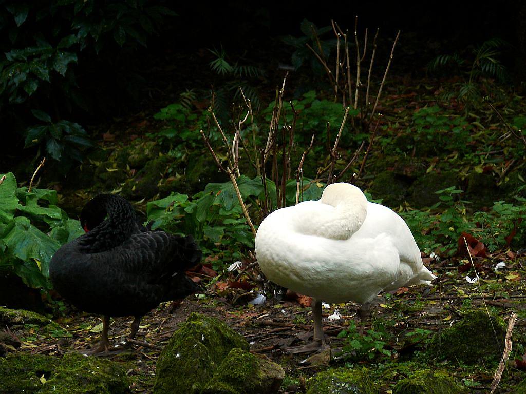 photo "The White and the Beauty" tags: nature, pets/farm animals