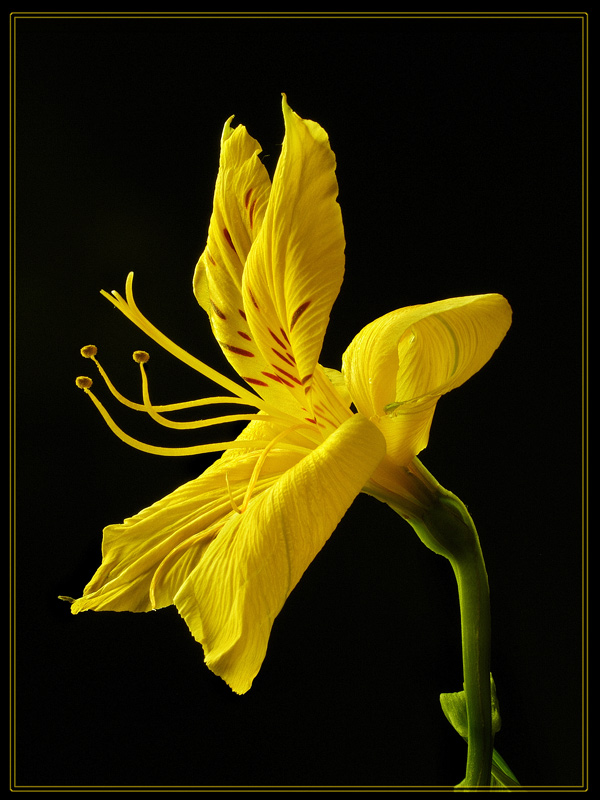 photo "***" tags: nature, macro and close-up, flowers