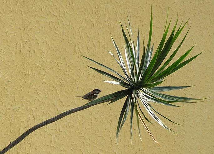 photo "Little bird" tags: nature, pets/farm animals