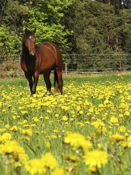 photo "Junetime's Elf Prince (once again!)" tags: nature, landscape, pets/farm animals, summer