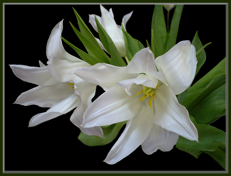 photo "***" tags: nature, macro and close-up, flowers