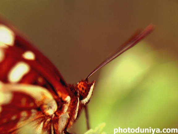 photo "Intimate Portrait of a Monarch" tags: nature, macro and close-up, insect