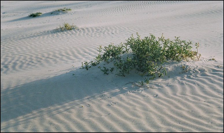 фото "January in our dunes." метки: пейзаж, зима