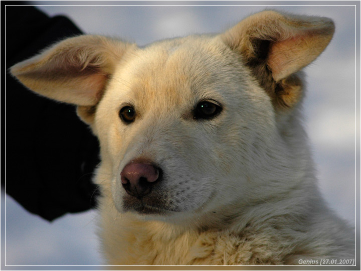 photo "Brown-eyed" tags: nature, pets/farm animals